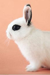 任天堂Switch早期开机动画首次公布与众